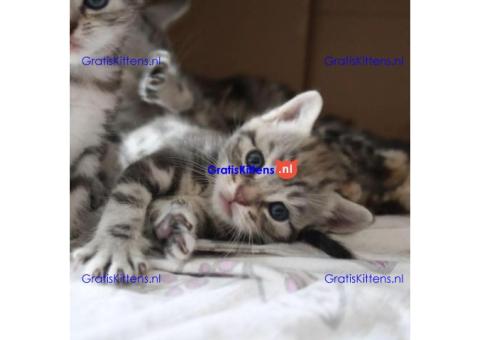 Gezonde sphynix, bengal, chatreuax, ragdoll en europese korthaar kittens