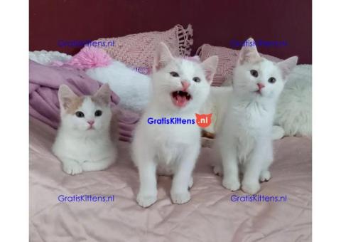 Gezonde sphynix, bengal, chatreuax, ragdoll en europese korthaar kittens