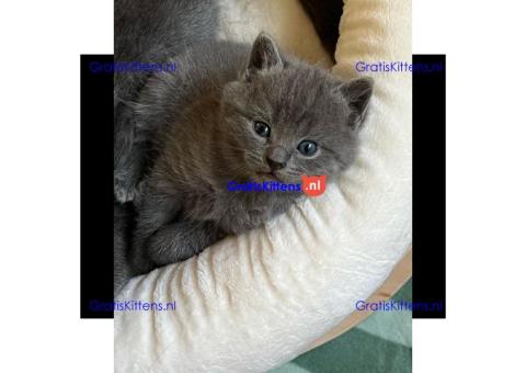 Gezonde sphynix, bengal, chatreuax, ragdoll en europese korthaar kittens