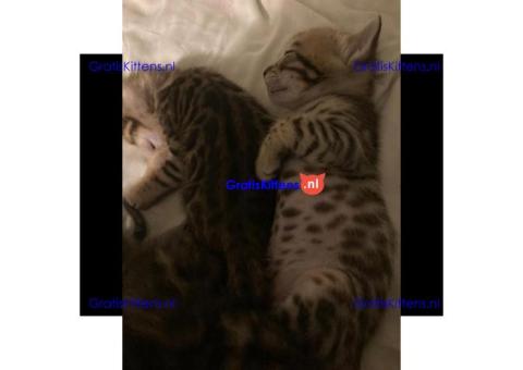 Gezonde sphynix, bengal, chatreuax, ragdoll en europese korthaar kittens