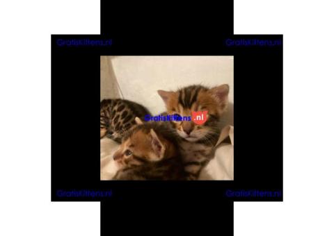 Gezonde sphynix, bengal, chatreuax, ragdoll en europese korthaar kittens