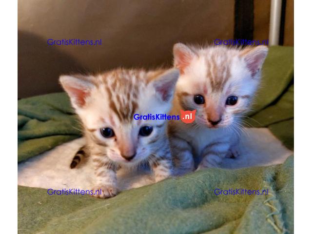 Gezonde sphynix, bengal, chatreuax, ragdoll en europese korthaar kittens