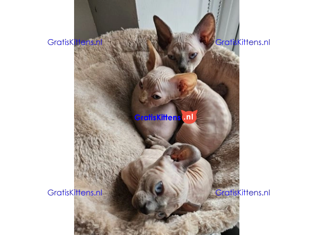 Gezonde sphynix, bengal, chatreuax, ragdoll en europese korthaar kittens