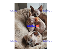 Gezonde sphynix, bengal, chatreuax, ragdoll en europese korthaar kittens