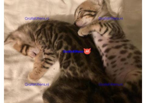 Gezonde sphynix, bengal, chatreuax, ragdoll en europese korthaar kittens