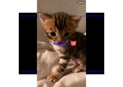 Gezonde sphynix, bengal, chatreuax, ragdoll en europese korthaar kittens