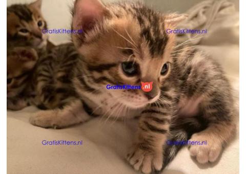 Gezonde sphynix, bengal, chatreuax, ragdoll en europese korthaar kittens