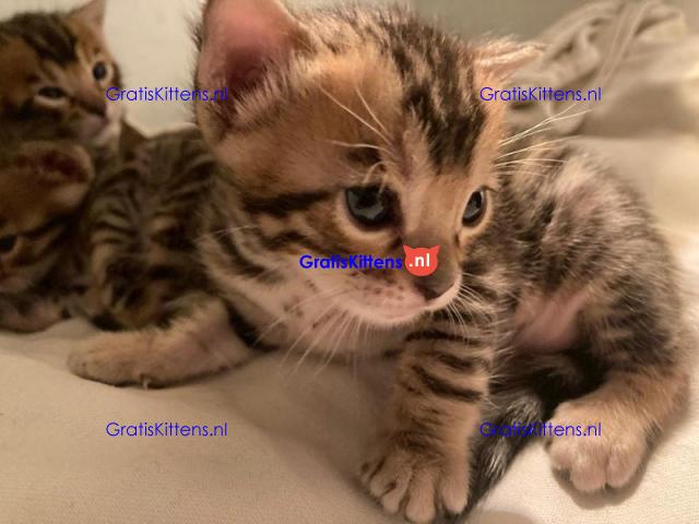 Gezonde sphynix, bengal, chatreuax, ragdoll en europese korthaar kittens