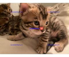 Gezonde sphynix, bengal, chatreuax, ragdoll en europese korthaar kittens