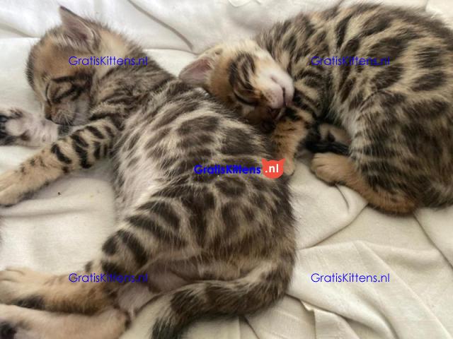 Gezonde sphynix, bengal, chatreuax, ragdoll en europese korthaar kittens