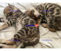 Gezonde sphynix, bengal, chatreuax, ragdoll en europese korthaar kittens