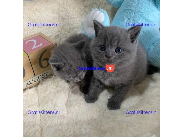 Vriend Huh lood Britse Korthaar/Scottish Fold Blauw en Lilac kitten | Gratis Kittens
