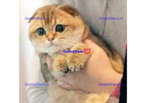 Klaar nu Scottish Fold gold chinshila