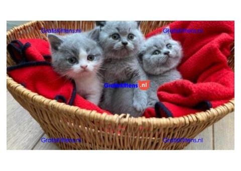 Leuke Brits Blauwe Korthaar kittens