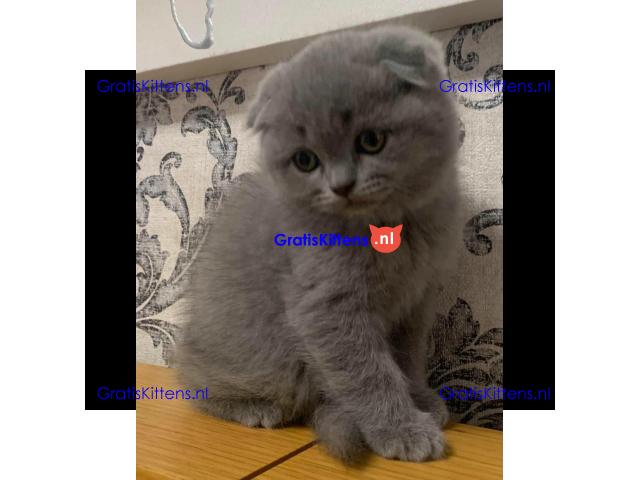 Britse Korthaar/Scottish Fold Blauw en Lilac kitten €150 Whatsapp-nummer: +32 460224753