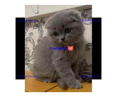 Britse Korthaar/Scottish Fold Blauw en Lilac kitten €150 Whatsapp-nummer: +32 460224753