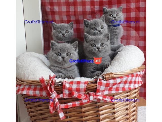 Britse Korthaar/Scottish Fold Blauw en Lilac kitten €150 Whatsapp-nummer: +32 460224753