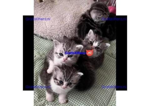 Britse Korthaar/Scottish Fold Blauw en Lilac kitten €150 Whatsapp-nummer: +32 460224753