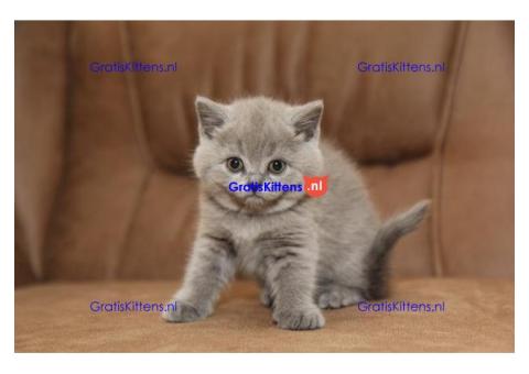 Britse Korthaar/Scottish Fold Blauw en Lilac kitten €150 Whatsapp-nummer: +32 460224753