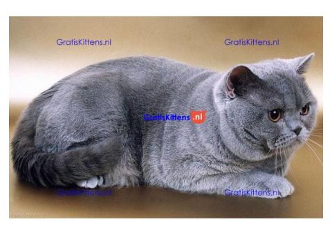 Britse Korthaar/Scottish Fold Blauw en Lilac kitten €150 Whatsapp-nummer: +32 460224753