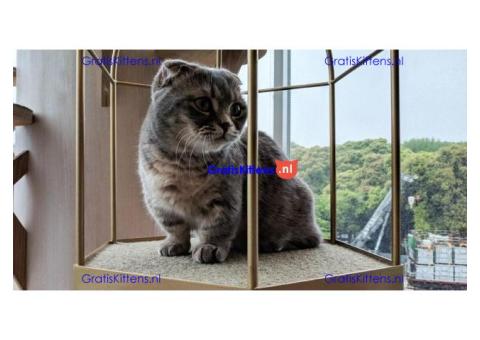 Britse Korthaar/Scottish Fold Blauw en Lilac kitten €150 Whatsapp-nummer: +32 460224753