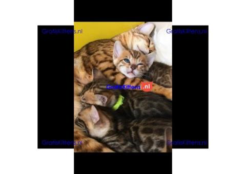 Gezonde sphynx, bengal, chatreuax, ragdoll en europese korthaar kittens