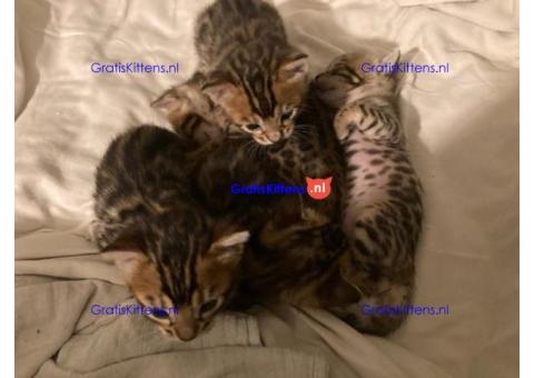 Gezonde sphynx, bengal, chatreuax, ragdoll en europese korthaar kittens