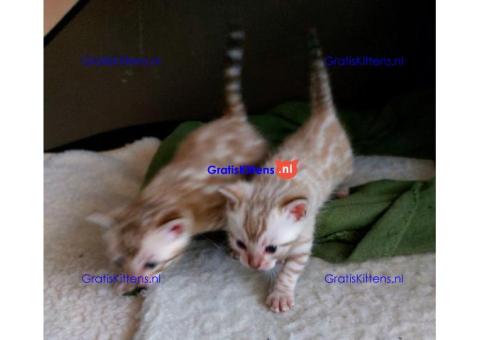 Gezonde sphynx, bengal, chatreuax, ragdoll en europese korthaar kittens