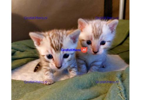 Gezonde sphynx, bengal, chatreuax, ragdoll en europese korthaar kittens