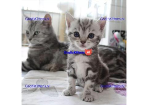 Gezonde sphynx, bengal, chatreuax, ragdoll en europese korthaar kittens