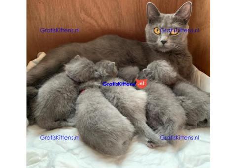 Gezonde sphynx, bengal, chatreuax, ragdoll en europese korthaar kittens