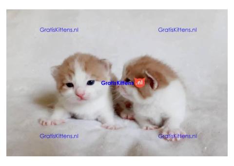 Gezonde sphynx, bengal, chatreuax, ragdoll en europese korthaar kittens