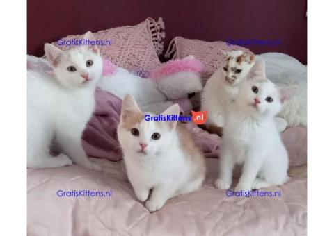 Gezonde sphynx, bengal, chatreuax, ragdoll en europese korthaar kittens