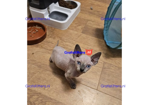 Gezonde sphynx, bengal, chatreuax, ragdoll en europese korthaar kittens