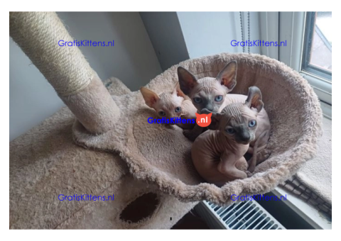 Gezonde sphynx, bengal, chatreuax, ragdoll en europese korthaar kittens