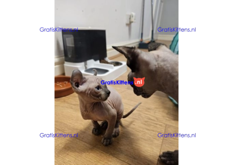 Gezonde sphynx, bengal, chatreuax, ragdoll en europese korthaar kittens