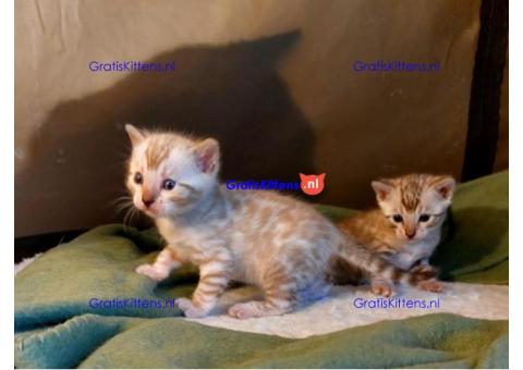 Gezonde sphynx, bengal, chatreuax, ragdoll en europese korthaar kittens