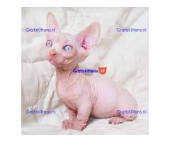 Munchkin sphynx kittens voor gratis adoptie