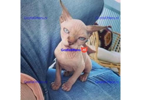 munchkin sphynx kittens voor gratis adoptie