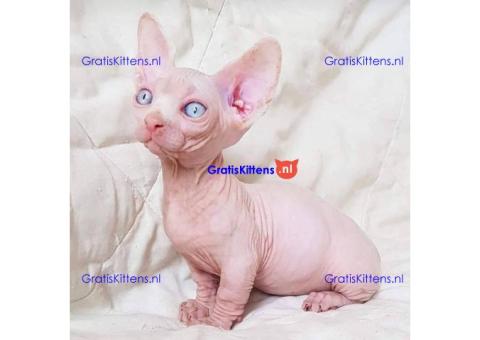 Munchkin sphynx kittens voor gratis adoptie