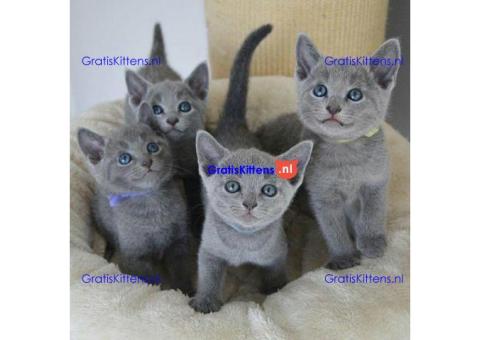 Schattige en vrije Russische Blauwe kittens voor gratis adoptie