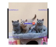 Britse Korthaar Kittens