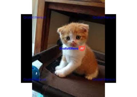 Prachtige Scottish Fold Kittens (Perzische Mix)