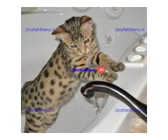 Gratis geschenk Savannah-kittens ter adoptie