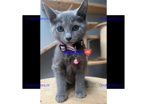 Schattige en vrije Russische Blauwe kittens voor gratis adoptie