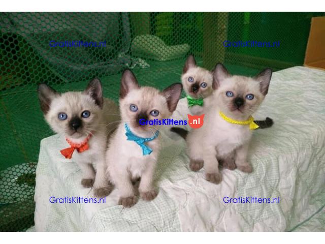 Prachtige Siamese kittens beschikbaar voor gratis adoptie