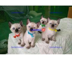 Prachtige Siamese kittens beschikbaar voor gratis adoptie