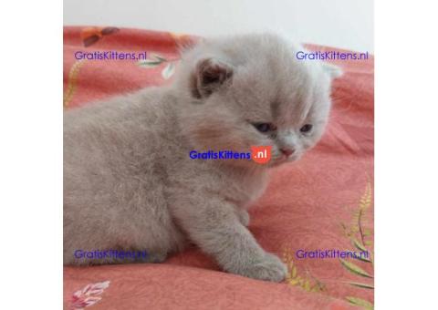 Britse Korthaar/Scottish Fold Blauw en Lilac kitten €150 Whatsapp-nummer: +32 460224753