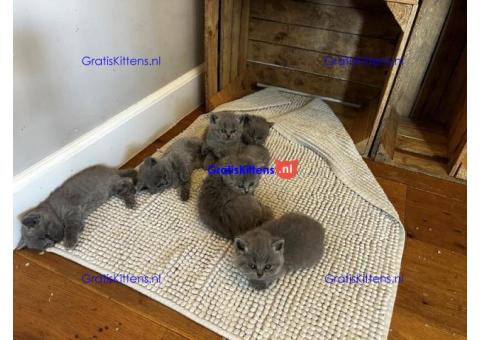 Britse Korthaar/Scottish Fold Blauw en Lilac kitten €150 Whatsapp-nummer: +32 460224753