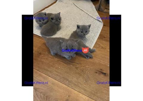 Britse Korthaar/Scottish Fold Blauw en Lilac kitten €150 Whatsapp-nummer: +32 460224753